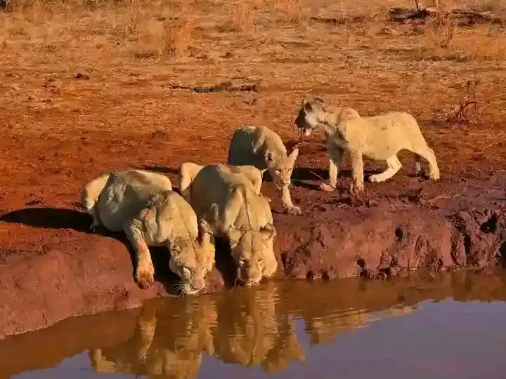 Pride of lions drinking at a red-earth waterhole